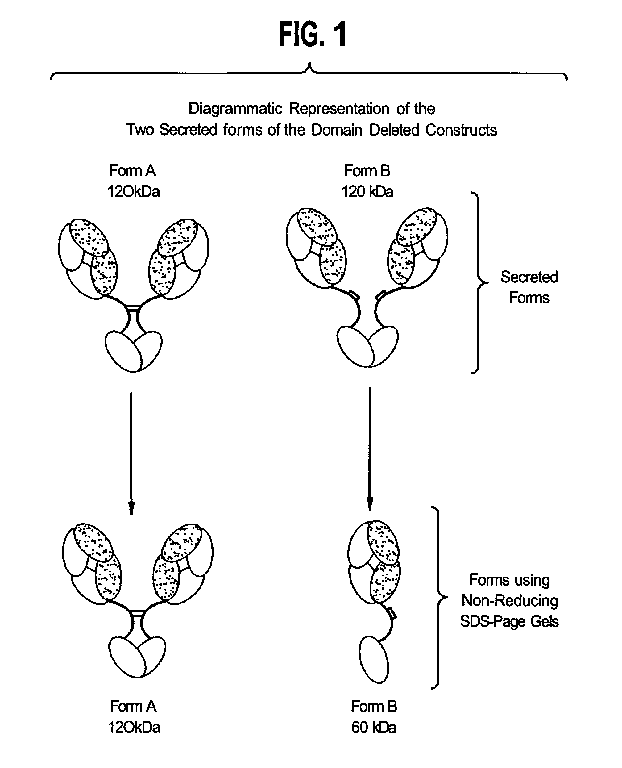 Multispecific binding molecules comprising connecting peptides