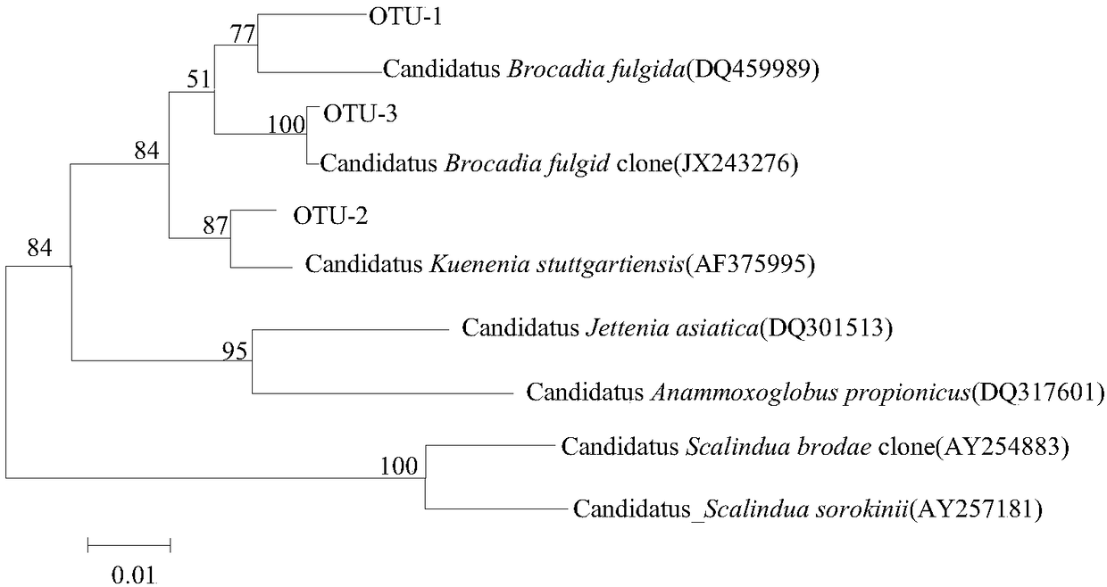 Method for enriching high density anaerobic ammonia oxidizing bacteria in sewage nitrogen removing system