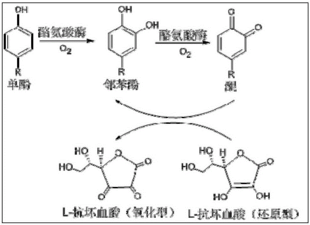 Method of preparing o-phenol compound by enzyme method