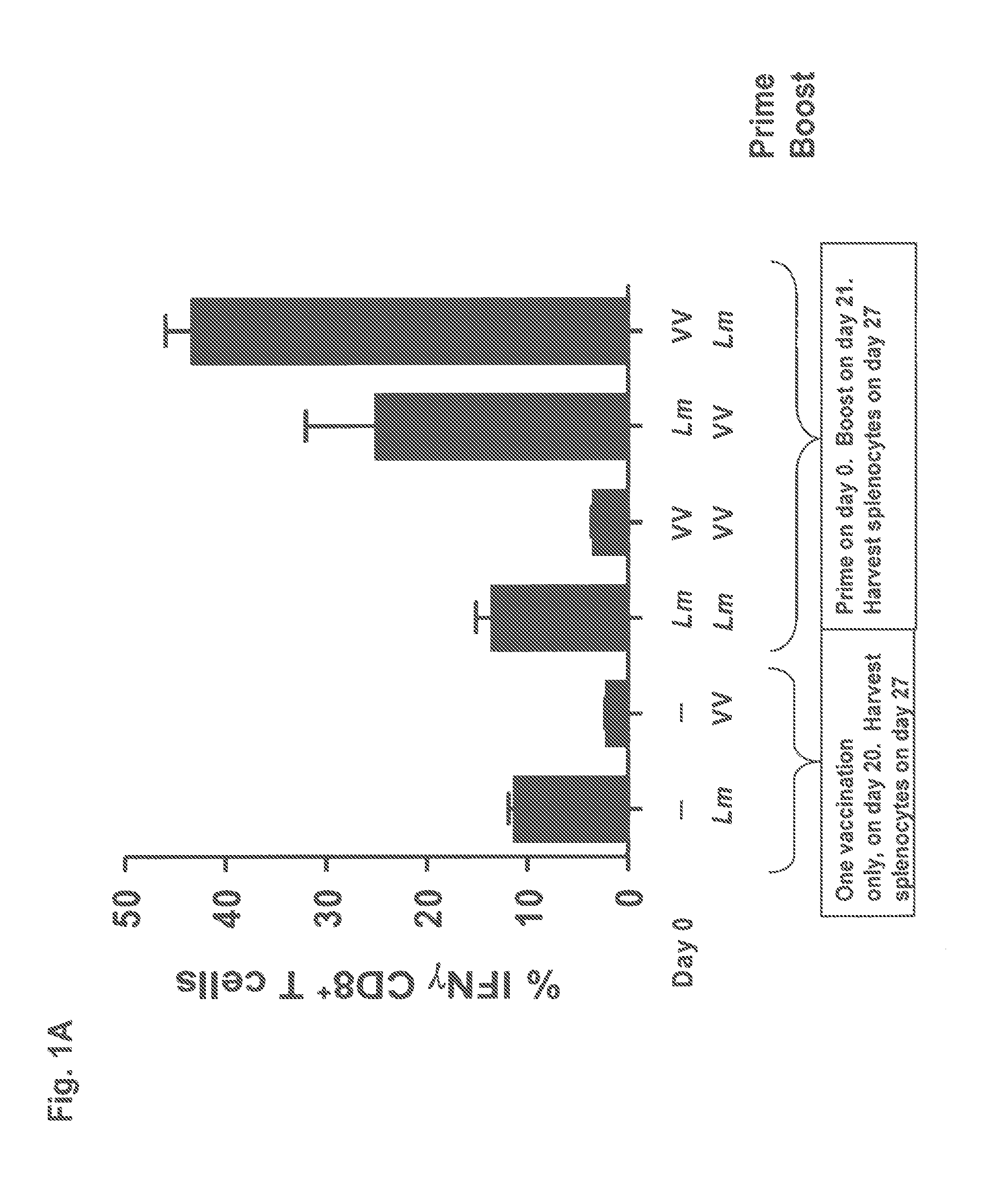 Methods and compositions using listeria for adjuvant treatment of cancer