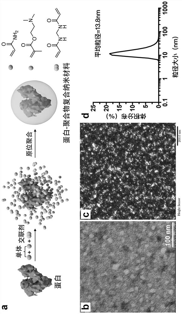 Preparation method and application of protein-polymer composite nanomaterial gene vector