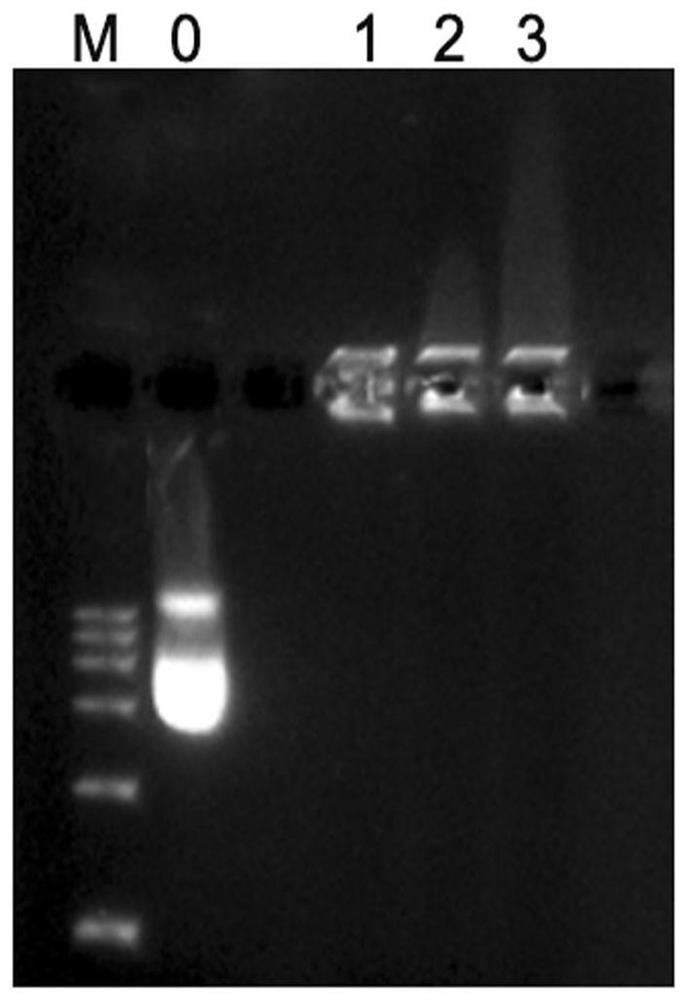 Preparation method and application of protein-polymer composite nanomaterial gene vector