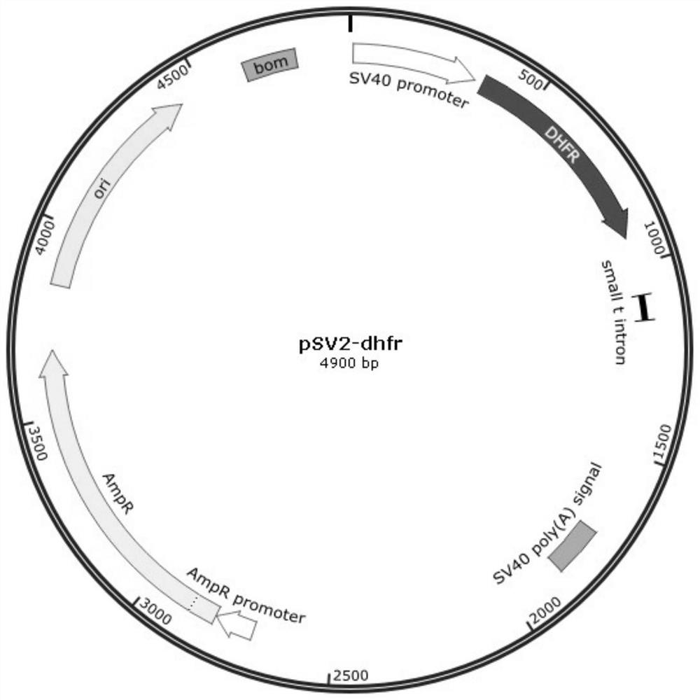 CHO-DHFR &lt;+&gt; cell strain and application thereof