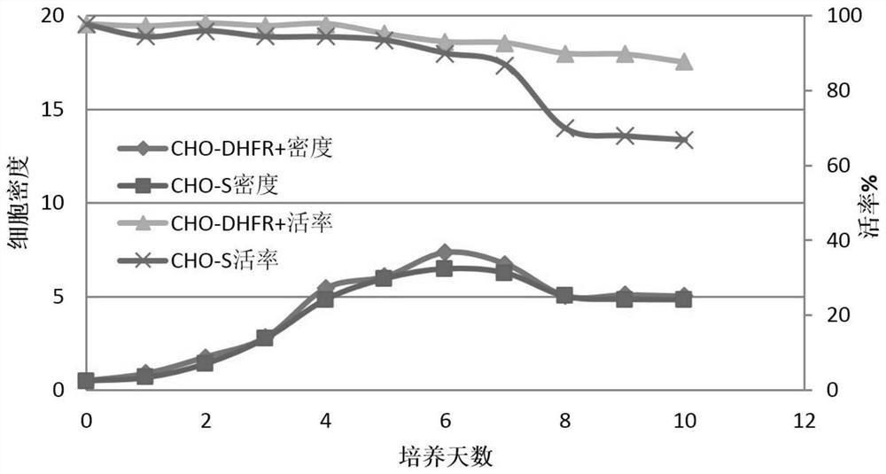 CHO-DHFR &lt;+&gt; cell strain and application thereof