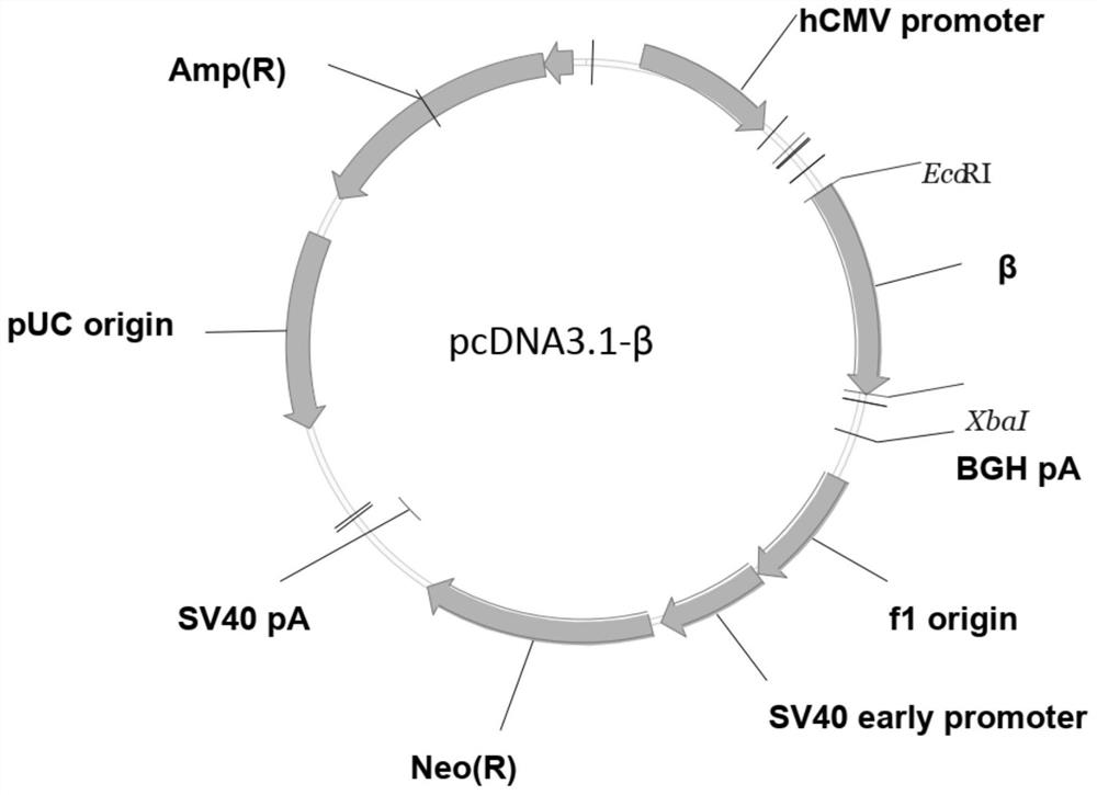 CHO-DHFR &lt;+&gt; cell strain and application thereof