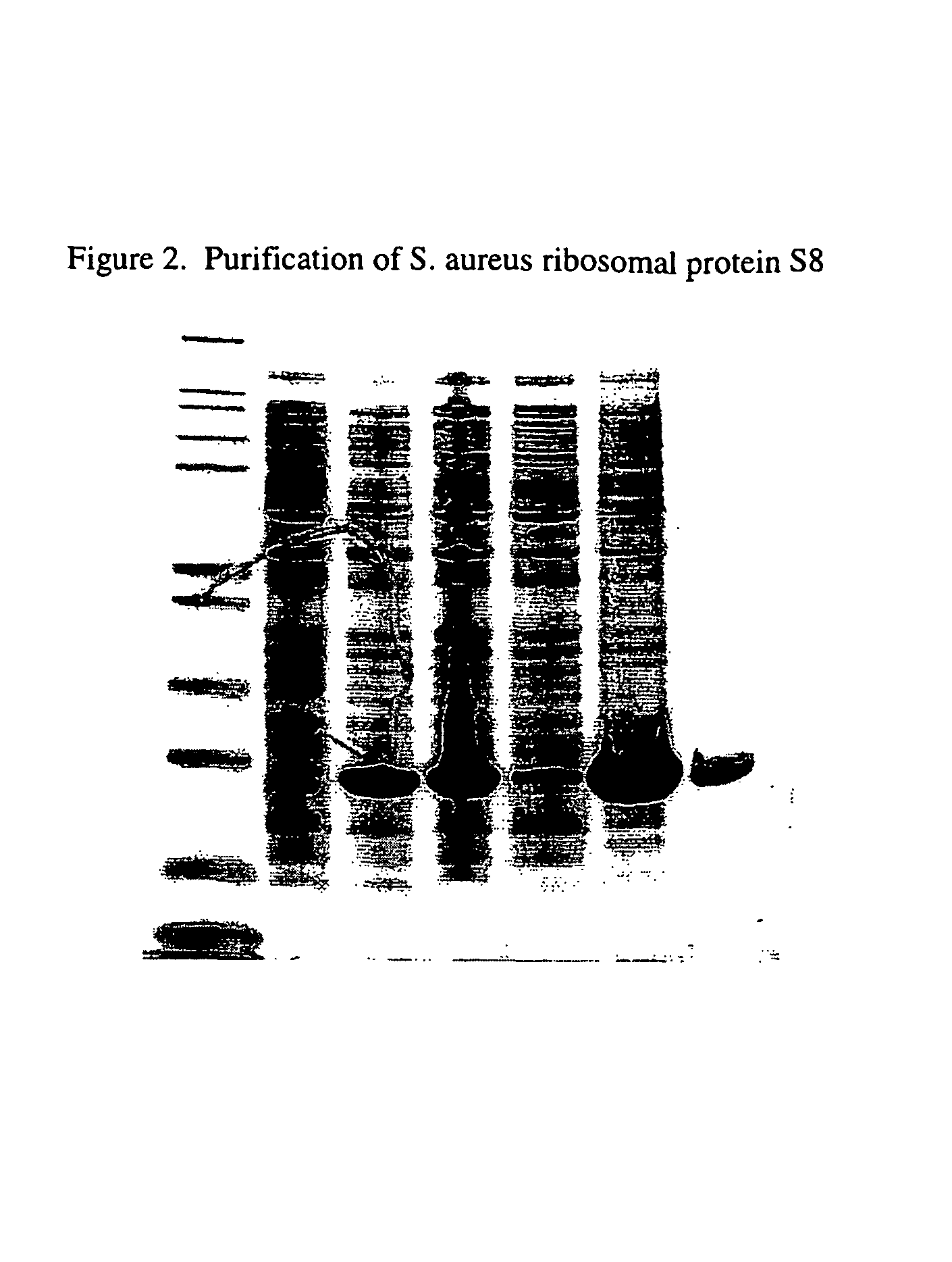 S8 rRNA-binding protein from the small ribosomal subunit of <i>Staphylococcus aureus</i>