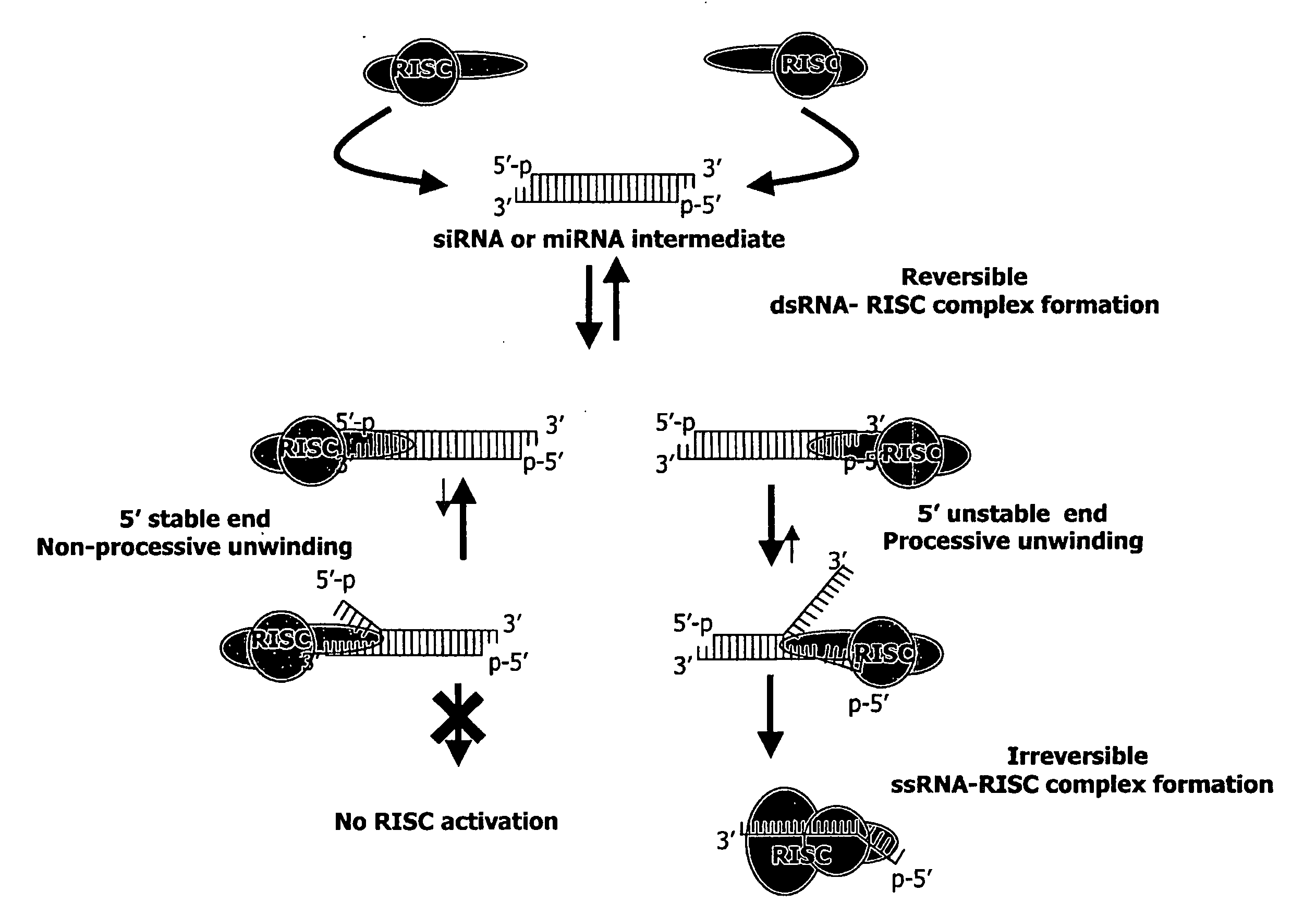 siRNA targeting ras-related nuclear protein