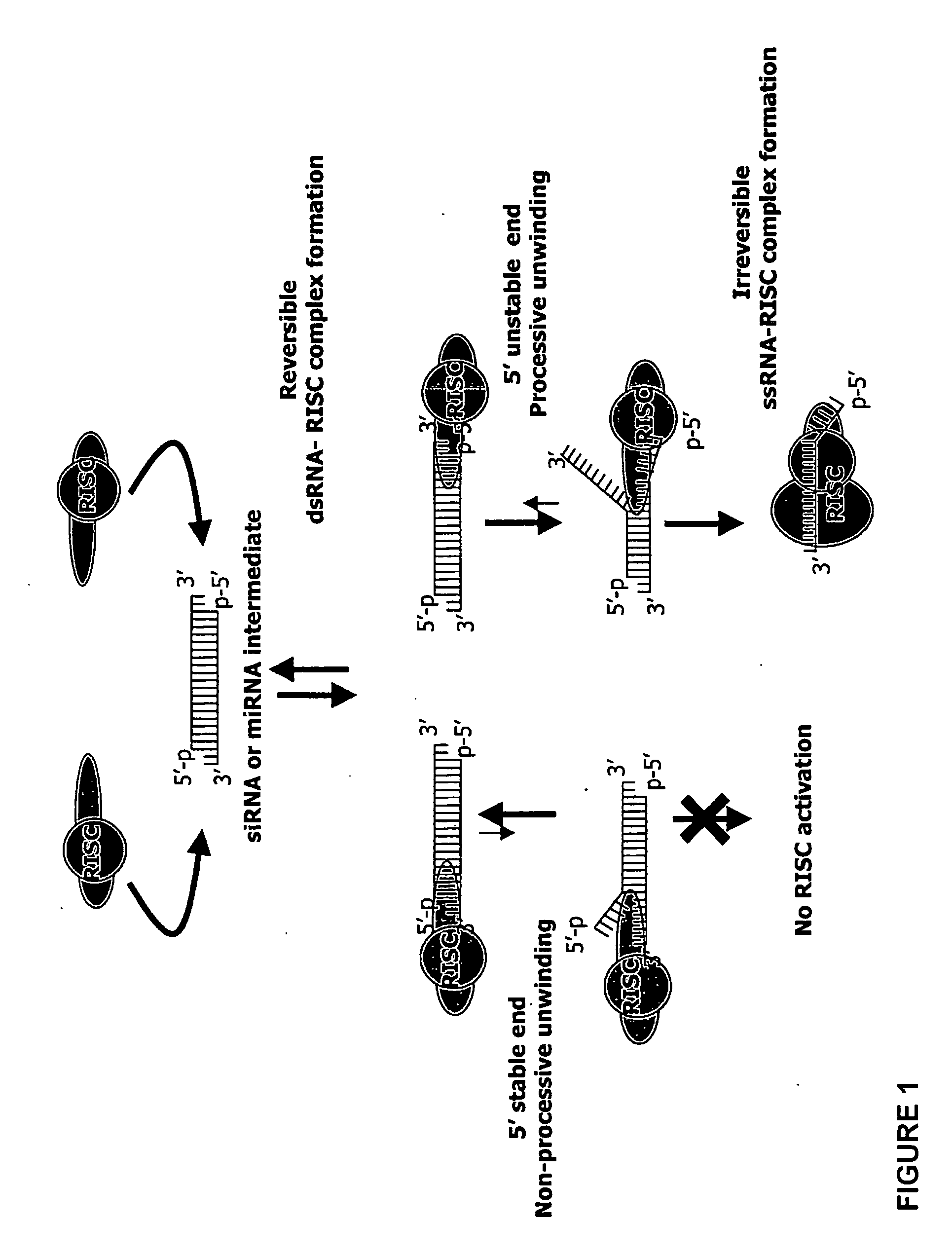 siRNA targeting ras-related nuclear protein