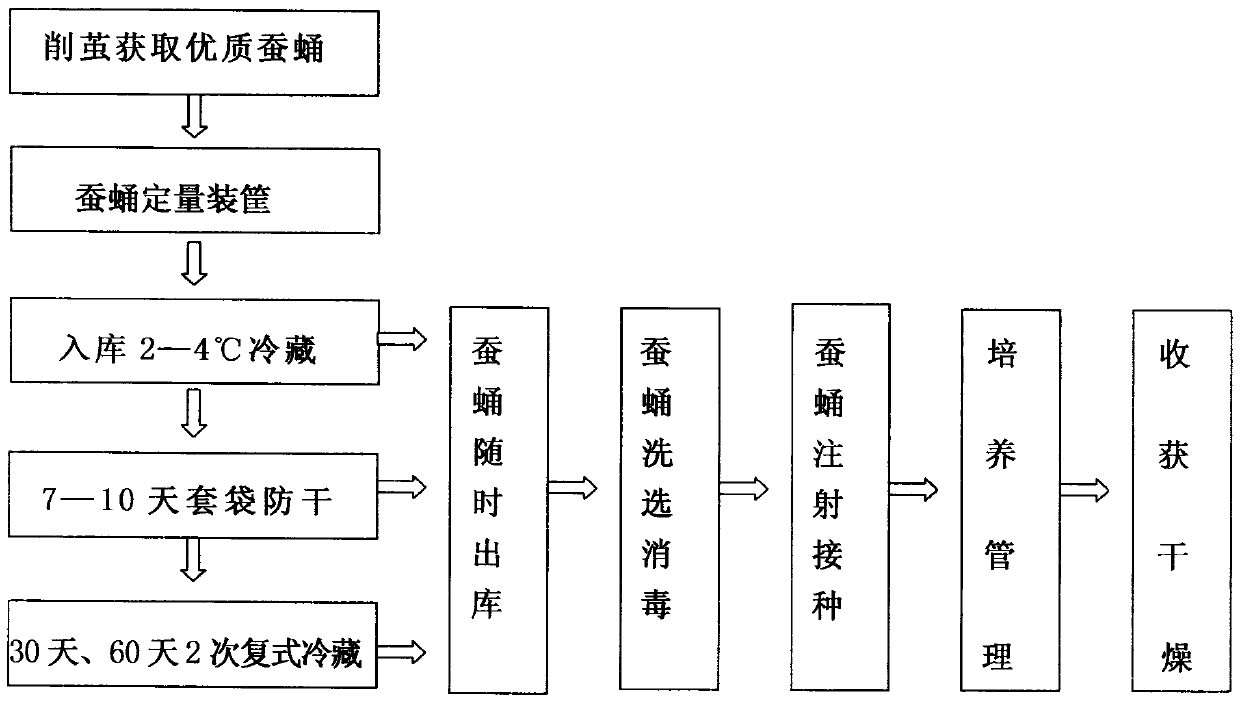 Method for Cultivating Cordyceps in Silkworm Chrysalis Duplex Refrigeration and Flowing Water Operation