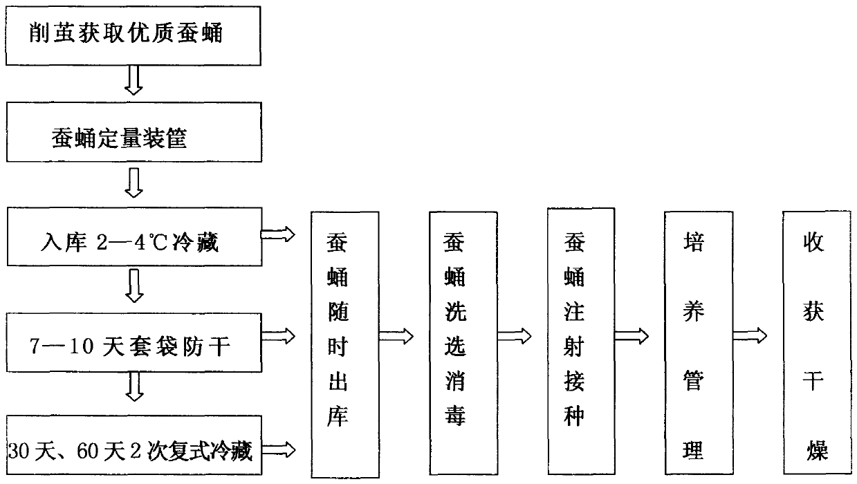 Method for Cultivating Cordyceps in Silkworm Chrysalis Duplex Refrigeration and Flowing Water Operation