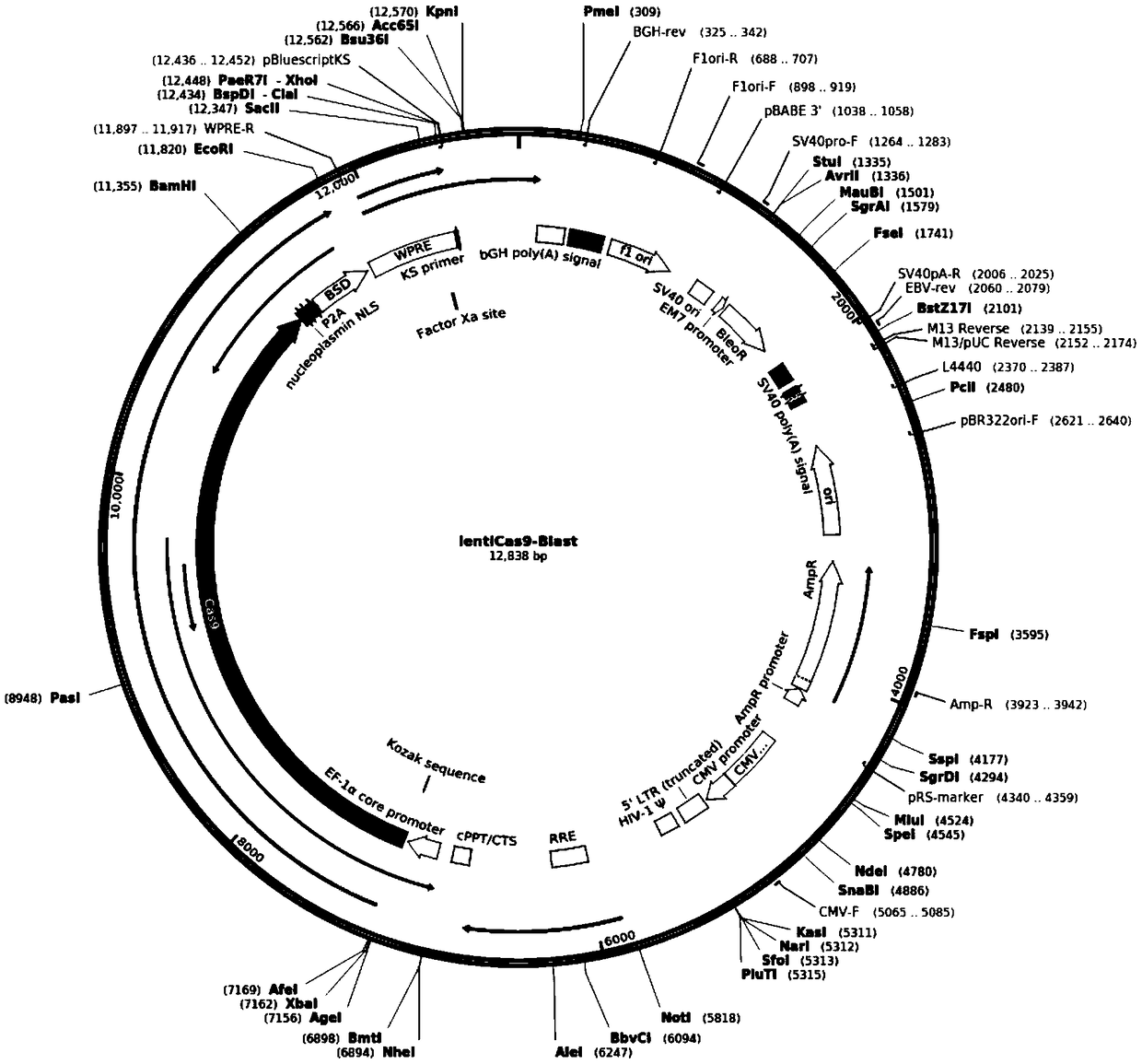 MDCK-KOmavs cell line suitable for proliferating canine distemper virus and avian influenza virus, and application thereof