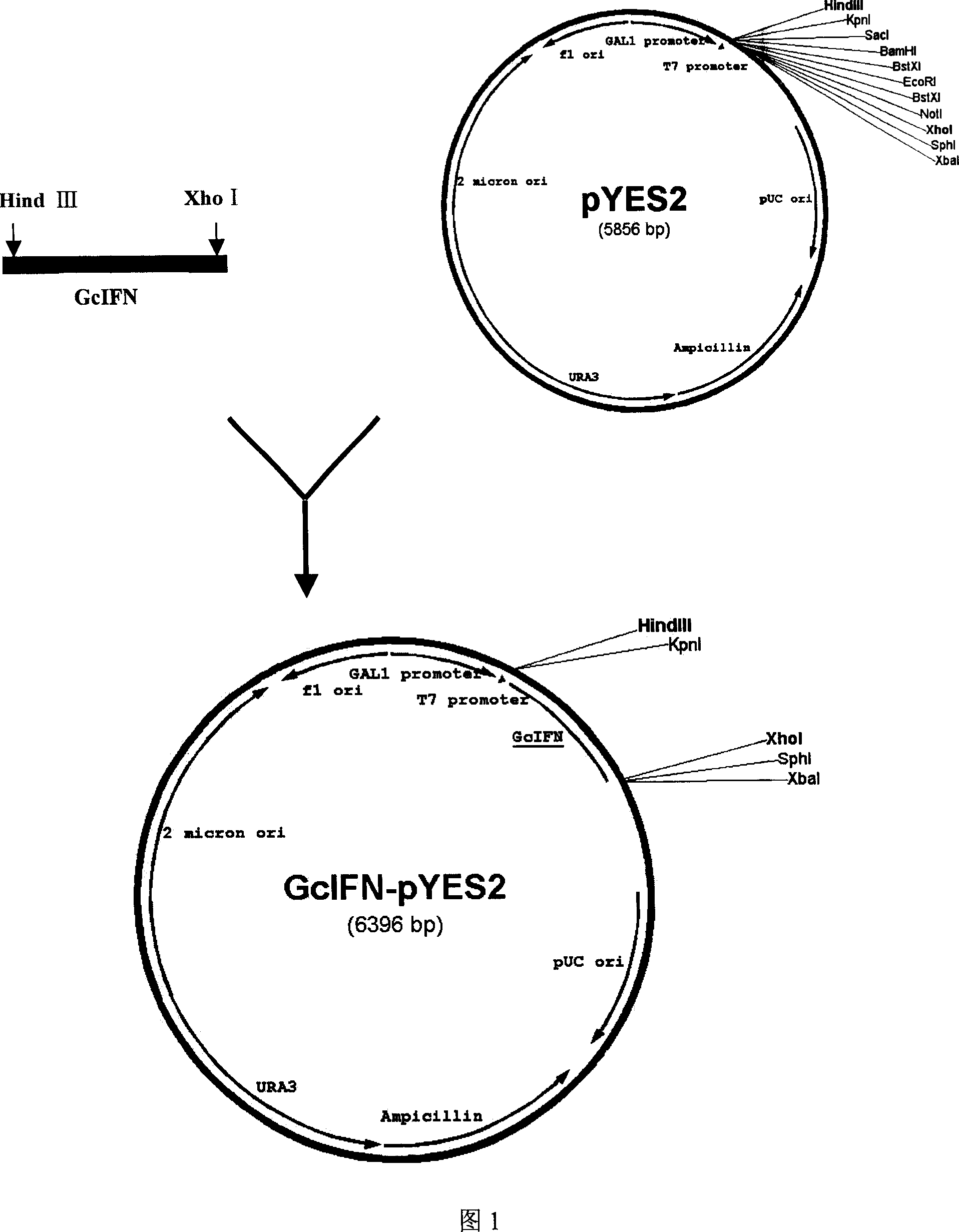 Recombinant plasmid and engineering bacterium containing grass carp interferon gene and their application