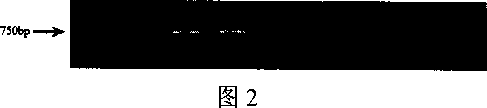 Recombinant plasmid and engineering bacterium containing grass carp interferon gene and their application