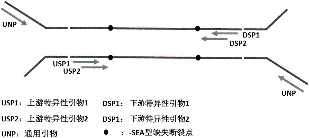 Noninvasive antepartum fetal alpha&lt;-SEA&gt; type thalassemia gene mutation detection library building method, detection method and kit