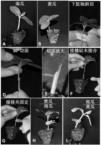 Cucumber hypocotyledonary axis grafting method for stock-scion interaction research