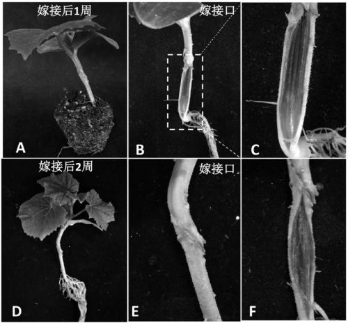 Cucumber hypocotyledonary axis grafting method for stock-scion interaction research