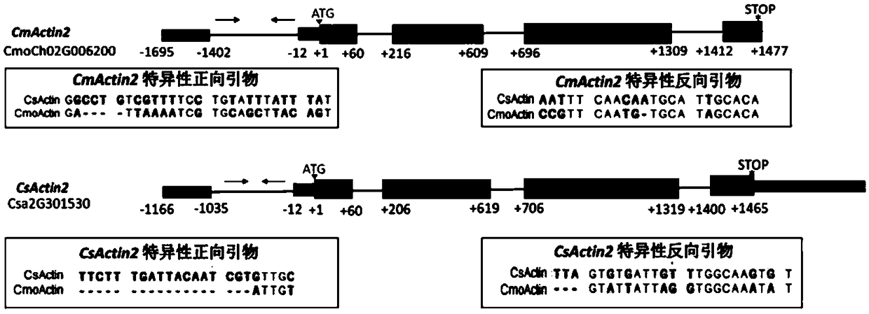 Cucumber hypocotyledonary axis grafting method for stock-scion interaction research