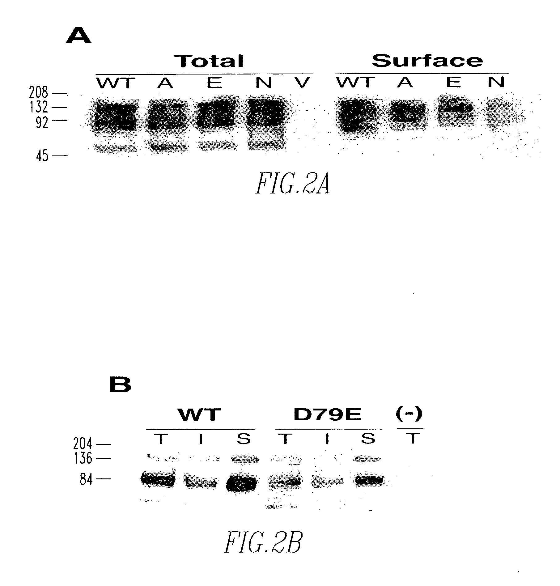 Method of screening cocaine antagonists