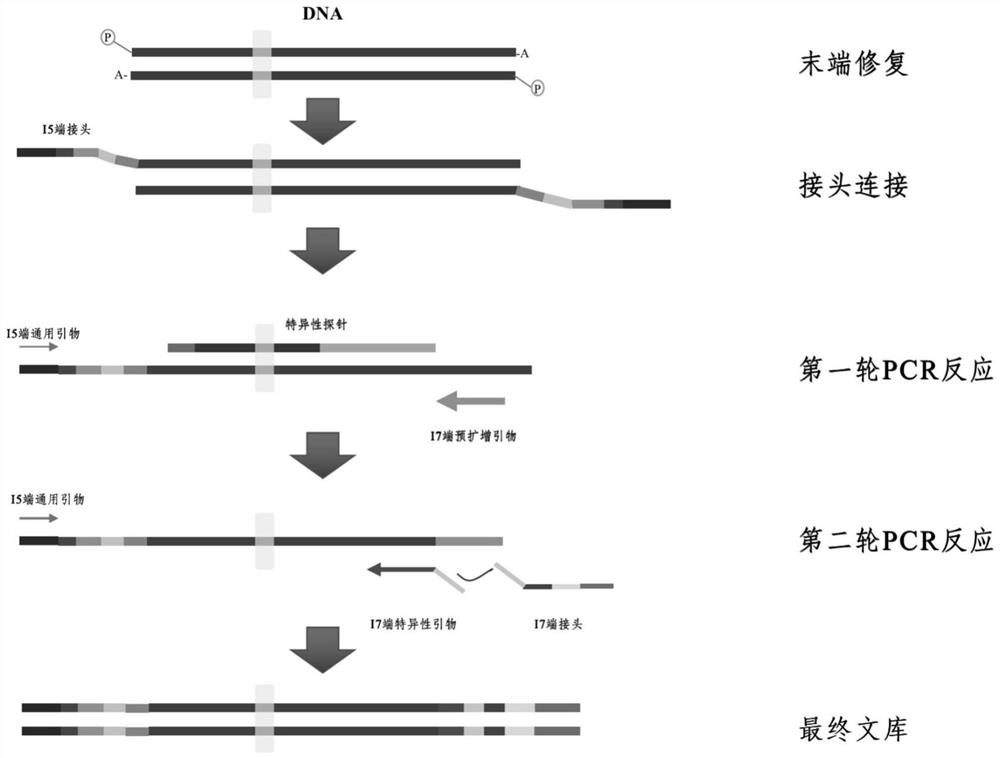 Method for detecting mutation of multiple gene loci by using high-throughput sequencing technology