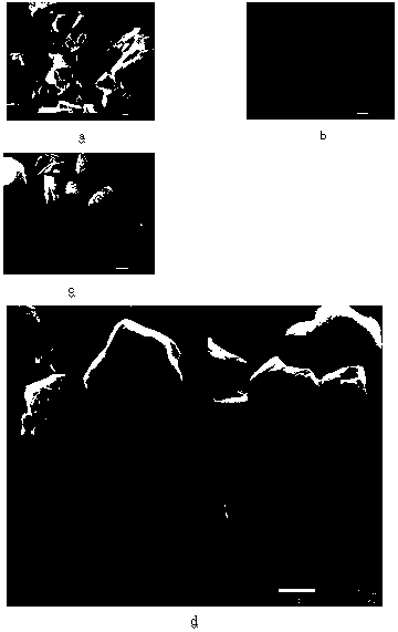 Preparation method for nuclear-grade high-purity boric acid