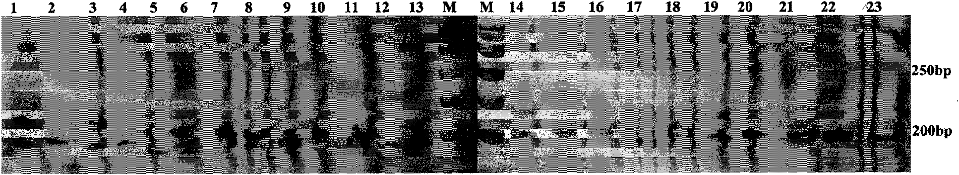 Polygonatum cyrtonema microsatellite markers