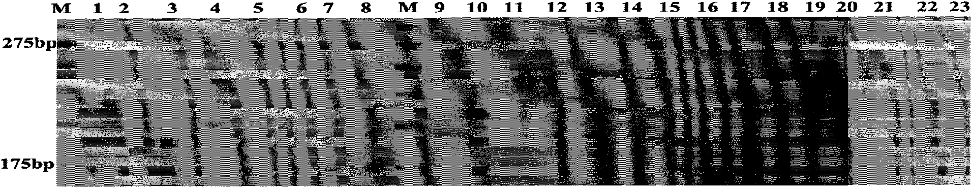 Polygonatum cyrtonema microsatellite markers