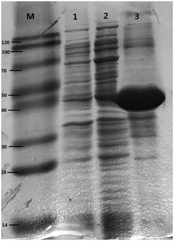 An indirect ELISA method for the detection of duck reovirus that causes duck spleen necrosis