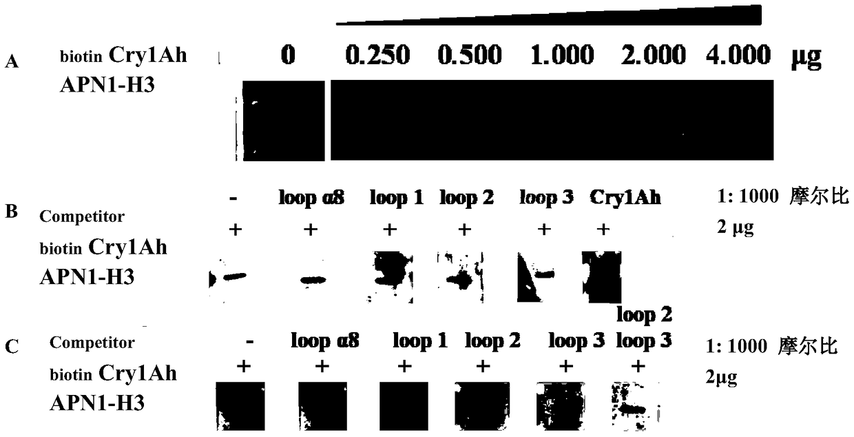 Method for obtaining highly active cry1ai protein mutants and mutants thereof