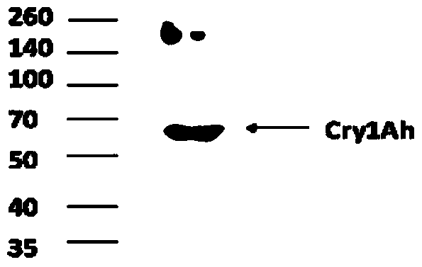 Method for obtaining highly active cry1ai protein mutants and mutants thereof