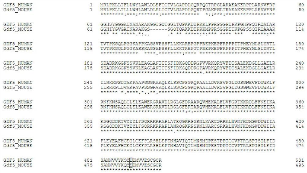 A kind of sgRNA guide sequence and its application of specific targeting mouse gdf5 gene