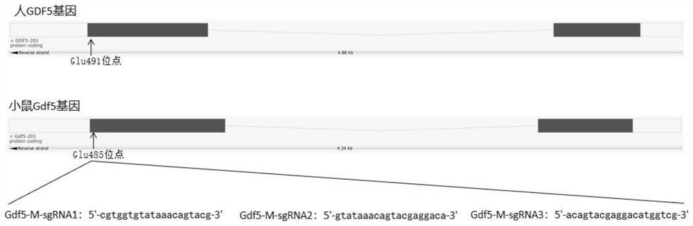 A kind of sgRNA guide sequence and its application of specific targeting mouse gdf5 gene