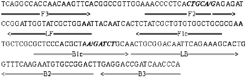 Chicken infectious anemia virus LAMP (loop-mediated isothermal amplification) detection kit and detection method thereof