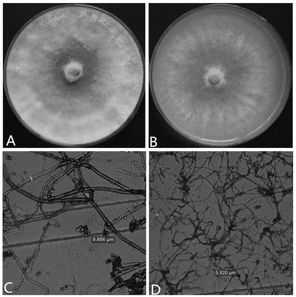 A kind of Bacillus amyloliquefaciens ba-ka3 and its application