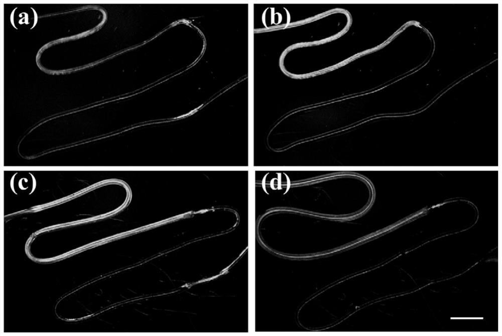 A structural color microfiber with heterogeneous structure and its preparation method and cardiomyocyte detection method