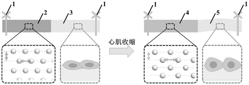 A structural color microfiber with heterogeneous structure and its preparation method and cardiomyocyte detection method