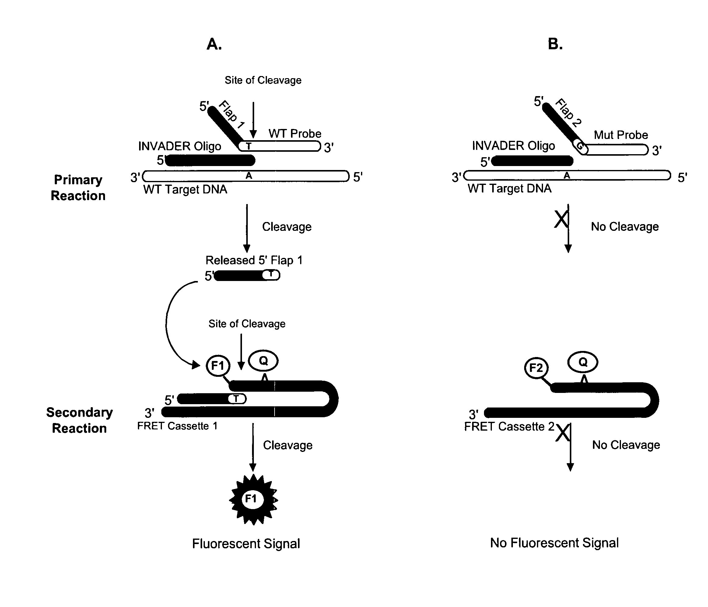 Detection of nucleic acids