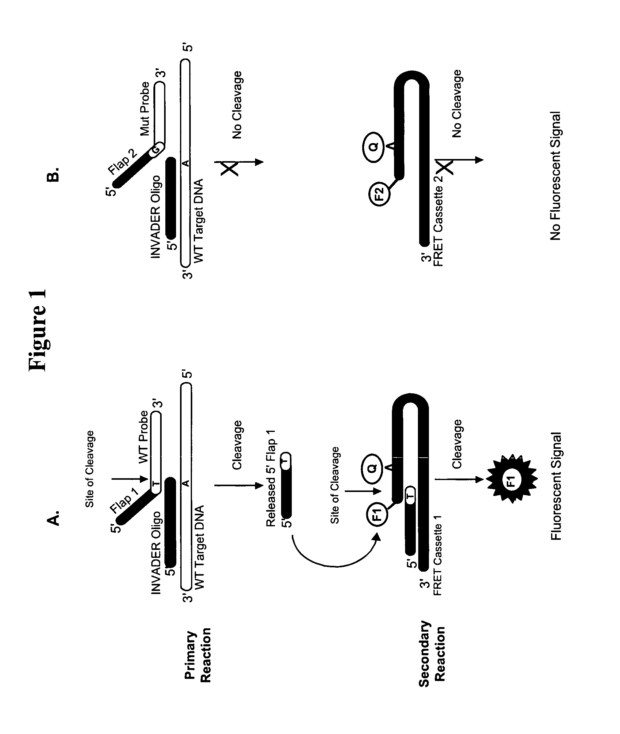 Detection of nucleic acids