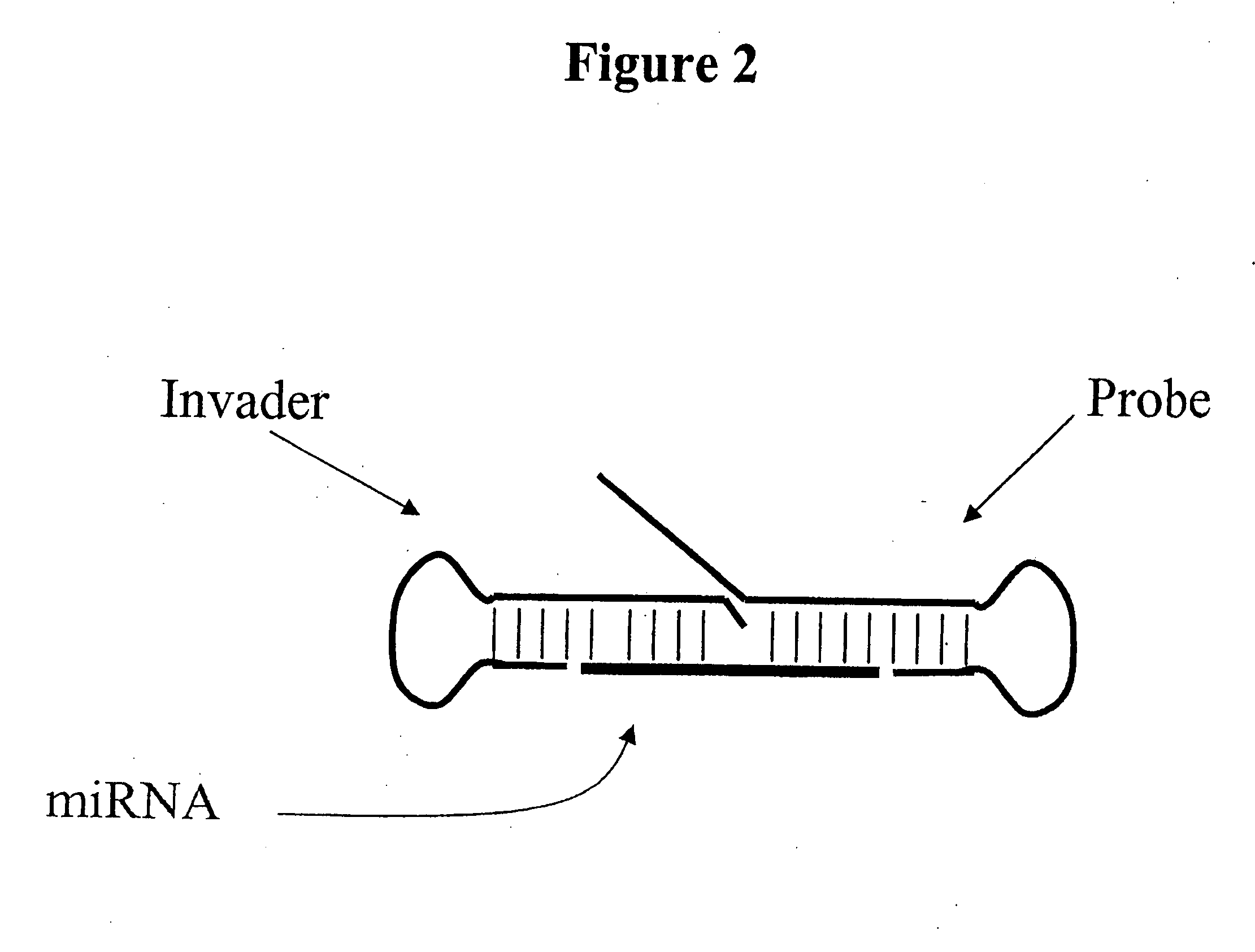 Detection of nucleic acids