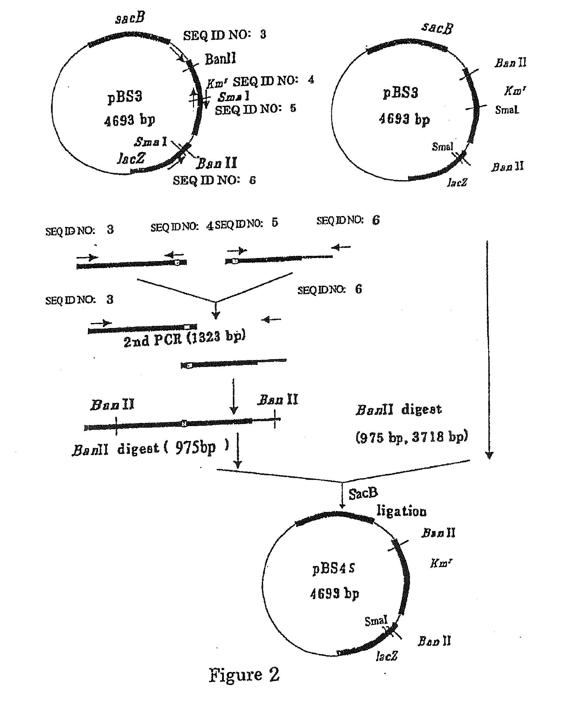 L-Amino Acid-Producing Bacterium and a Method for Producing L-Amino Acid