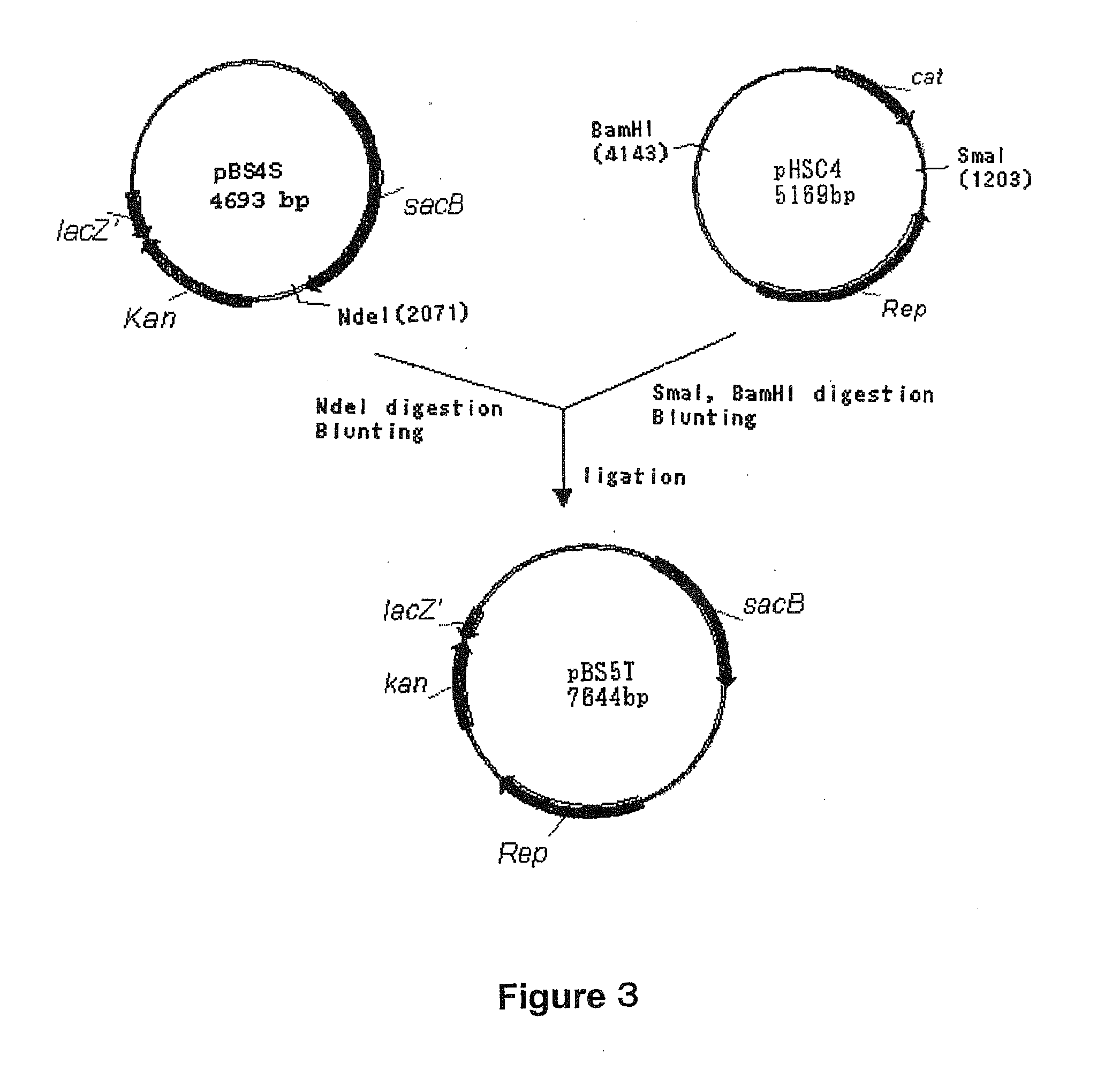 L-Amino Acid-Producing Bacterium and a Method for Producing L-Amino Acid