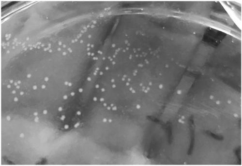 Pseudomonas sp. zjut 126 and application in production of L-glufosinate