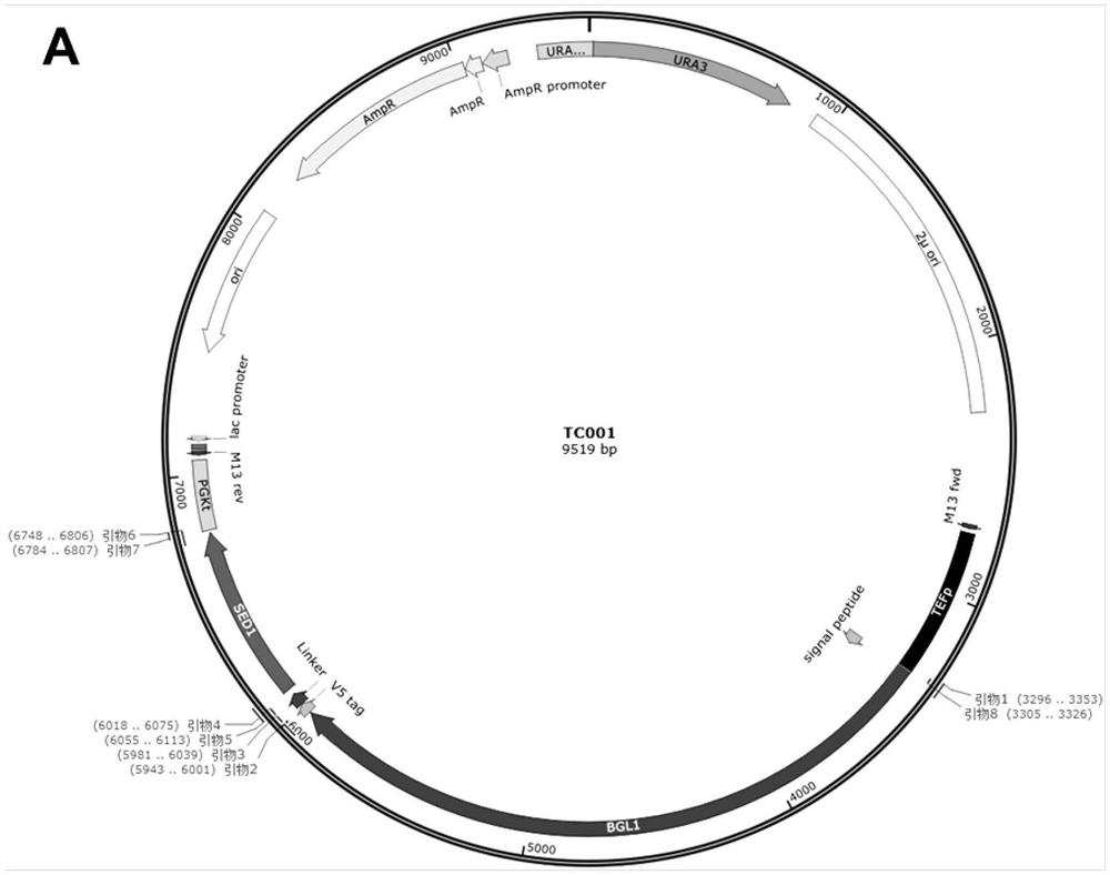 Method for improving secretion or surface display expression of heterologous protein in saccharomyces cerevisiae