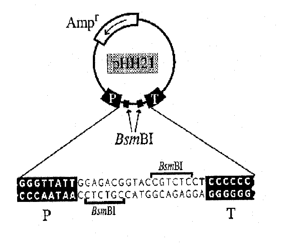 Method and medicament for inhibiting the infection of influenza virus