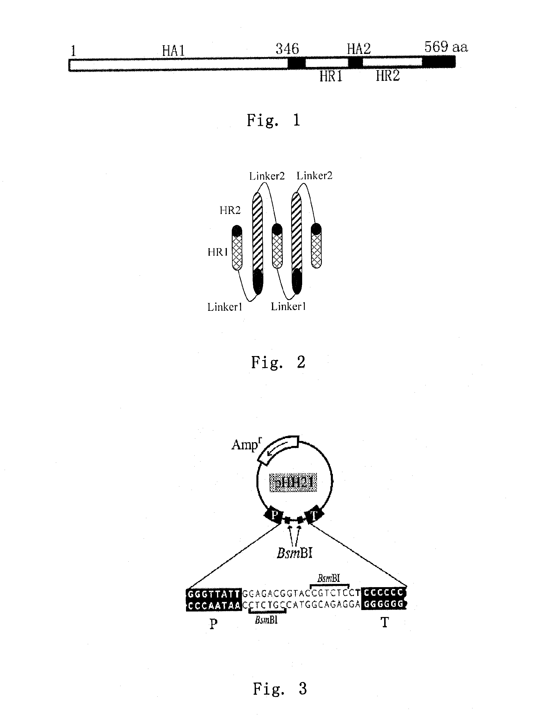 Method and medicament for inhibiting the infection of influenza virus