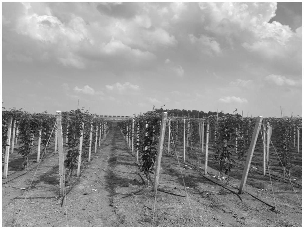 Method for improving passion fruit breeding efficiency