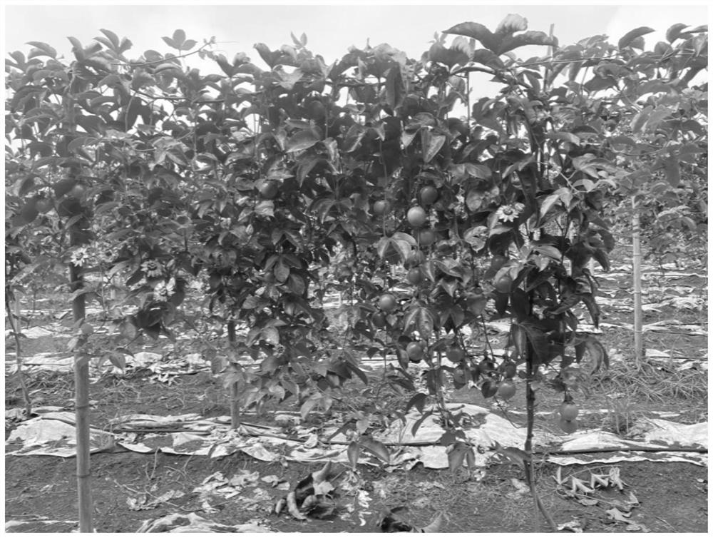 Method for improving passion fruit breeding efficiency