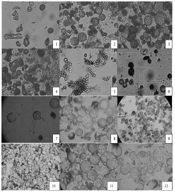 Sterile line rapid transformation breeding method