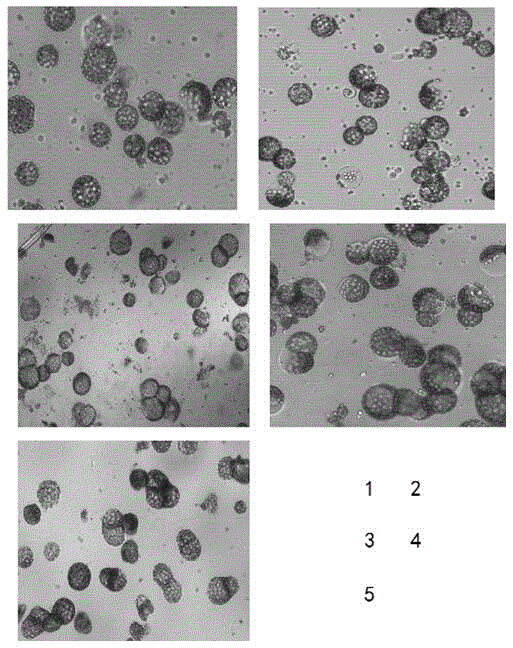 Sterile line rapid transformation breeding method