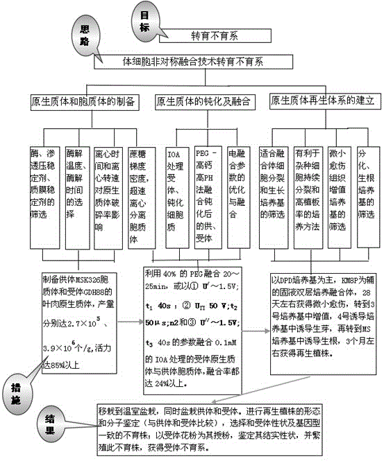 Sterile line rapid transformation breeding method