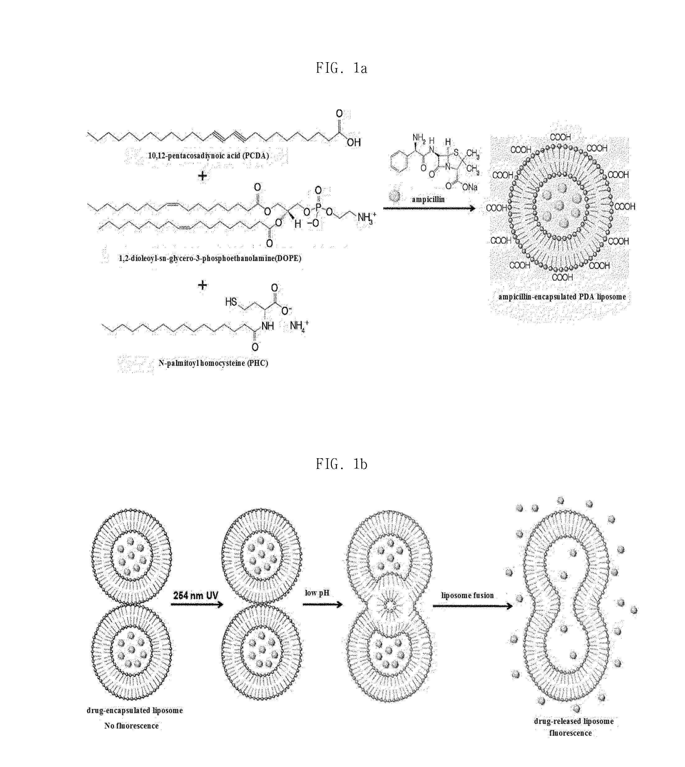 Ph sensitive fluorescent polydiacetylene liposome and delivery vehicle comprising same